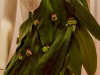 ornamentacion_02